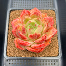 Echeveria 'Orange Champaign' 3" Succulent Plant Cutting