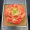 Echeveria 'Orange Champaign' 3" Succulent Plant Cutting