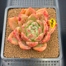 Echeveria 'Orange Champaign' 3" Succulent Plant Cutting