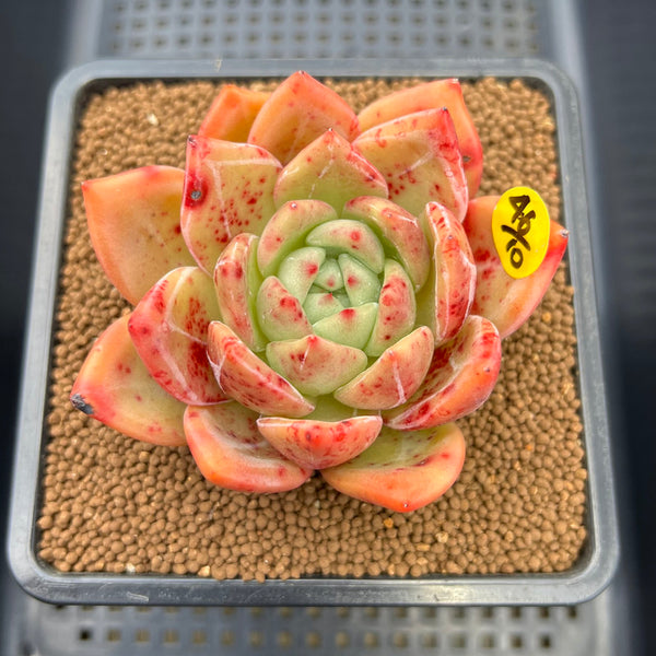 Echeveria 'Orange Champaign' 3" Succulent Plant Cutting