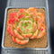 Echeveria 'Orange Champaign' 3" Succulent Plant Cutting