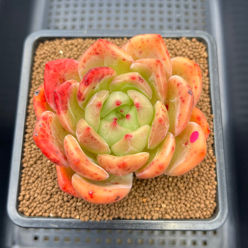 Echeveria 'Orange Champaign' 3" Succulent Plant Cutting