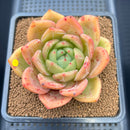 Echeveria 'Orange Champaign' 3" Succulent Plant Cutting