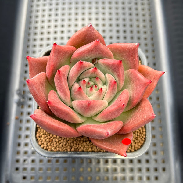 Echeveria Agavoides 'Hwasa' 3" Succulent Plant Cutting