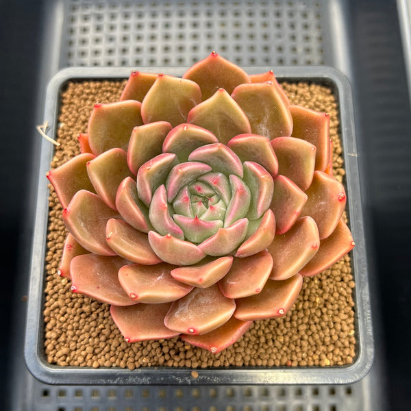 Echeveria 'Pinks' 3" Succulent Plant Cutting