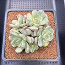 Echeveria 'Olivia' Variegated Cluster 3" Succulent Plant Cutting