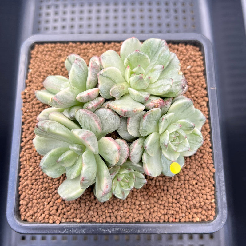 Echeveria 'Olivia' Variegated Cluster 3" Succulent Plant Cutting