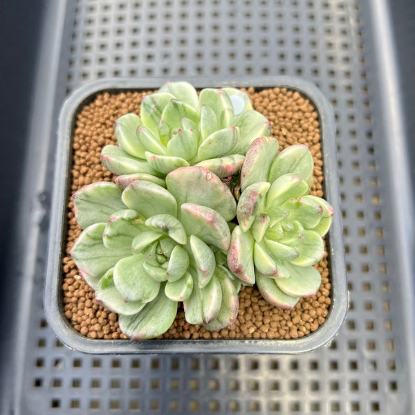 Echeveria 'Olivia' Variegated Cluster 3" Succulent Plant Cutting