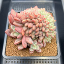 Echeveria 'Ariel' Crested 4"-5" Cluster Succulent Plant Cutting