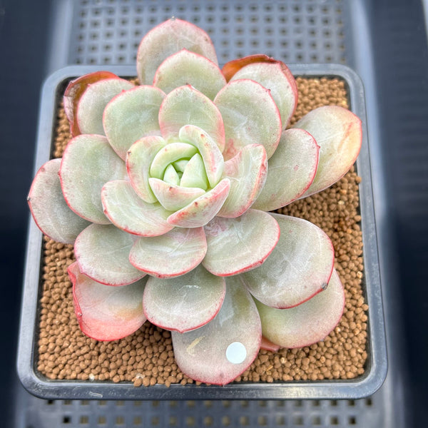 Echeveria 'Soul Mint' 4" Succulent Plant Cutting