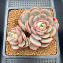 Echeveria 'Soul Mint' 4" Succulent Plant Cutting