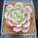 Echeveria 'Soul Mint' 4" Succulent Plant Cutting