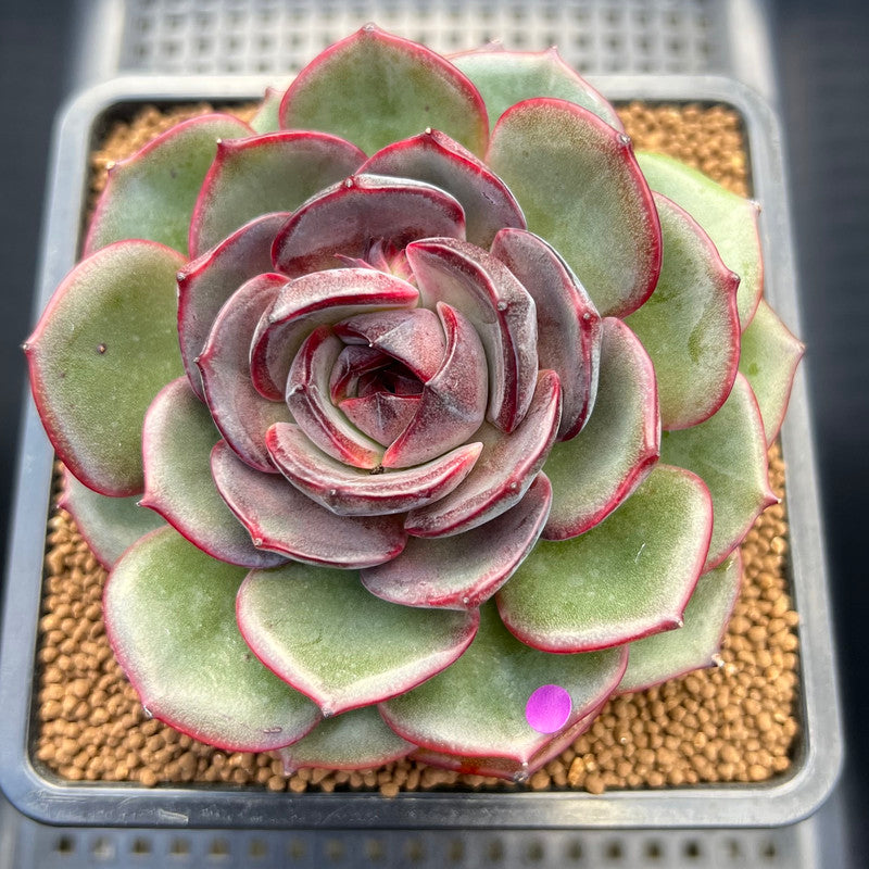 Echeveria 'Melodious' Round-Leaf 4" Succulent Plant Cutting