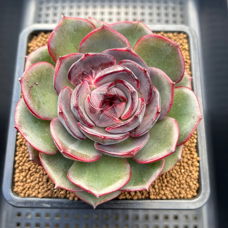 Echeveria 'Melodious' Round-Leaf 4" Succulent Plant Cutting