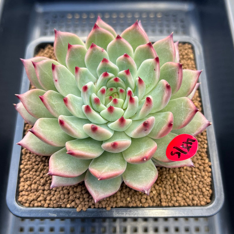 Echeveria 'Ballad' 3"-4" Large Succulent Plant Cutting