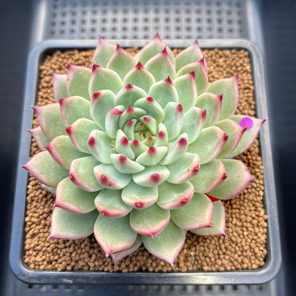 Echeveria 'Ballad' 3"-4" Large Succulent Plant Cutting