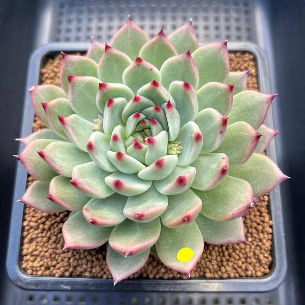 Echeveria 'Ballad' 3"-4" Large Succulent Plant Cutting