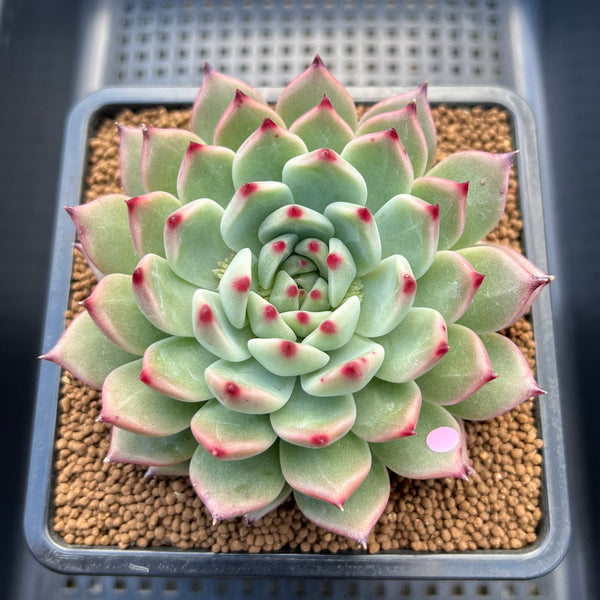 Echeveria 'Ballad' 3"-4" Large Succulent Plant Cutting