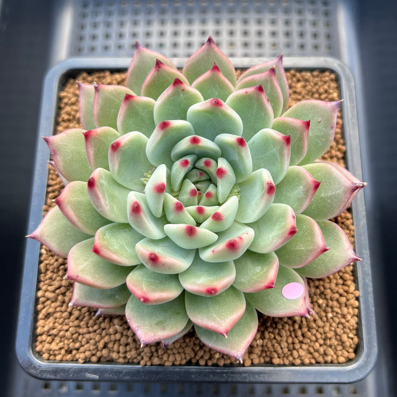 Echeveria 'Ballad' 3"-4" Large Succulent Plant Cutting