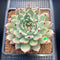 Echeveria 'Ballad' 3"-4" Large Succulent Plant Cutting