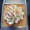 Echeveria 'Dark Opal' 3" Succulent Plant Cutting