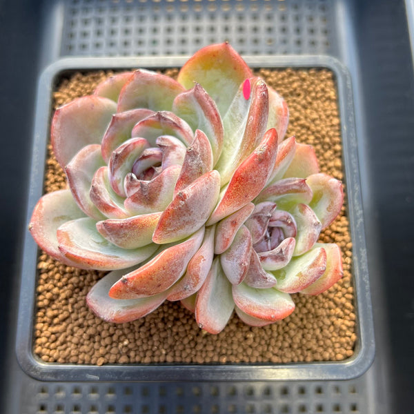 Echeveria 'Dark Opal' 3" Succulent Plant Cutting