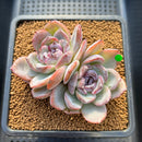 Echeveria 'Dark Opal' 3" Succulent Plant Cutting