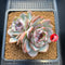 Echeveria 'Dark Opal' 3" Succulent Plant Cutting