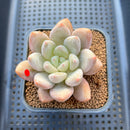 Echeveria 'Pena' 2" Succulent Plant Cutting