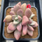 Graptoveria 'Ruby Donna' 6"-7" Large Succulent Plant Cutting