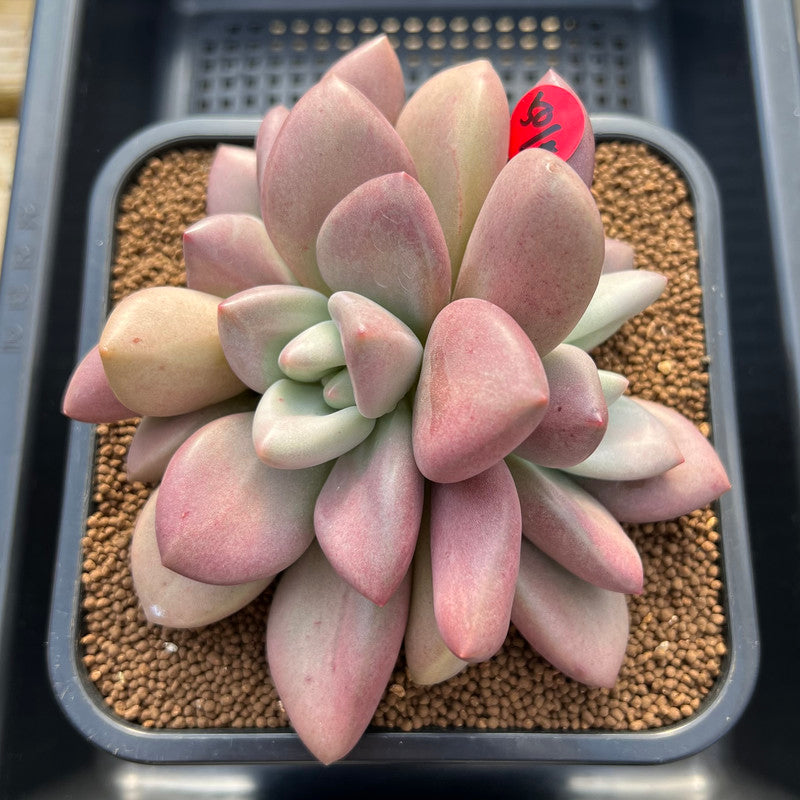 Graptoveria 'Ruby Donna' 6"-7" Large Succulent Plant Cutting