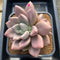 Graptoveria 'Ruby Donna' 6"-7" Large Succulent Plant Cutting