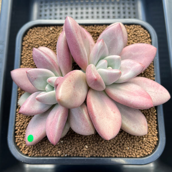 Graptoveria 'Ruby Donna' 6"-7" Large Succulent Plant Cutting