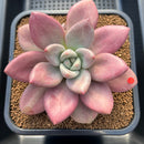 Graptoveria 'Ruby Donna' 6"-7" Large Succulent Plant Cutting