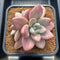 Graptoveria 'Ruby Donna' 6"-7" Large Succulent Plant Cutting