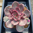 Echeveria 'Shine Stone' 5" Succulent Plant Cutting