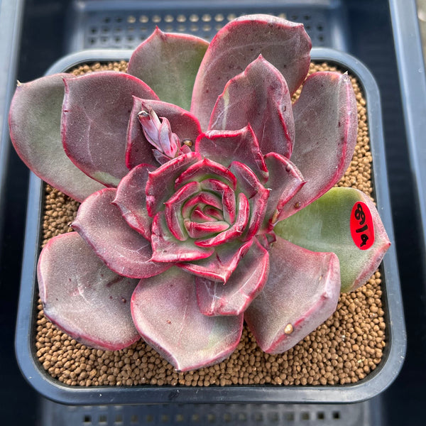 Echeveria 'Shine Stone' 5" Succulent Plant Cutting