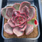 Echeveria 'Shine Stone' 5" Succulent Plant Cutting