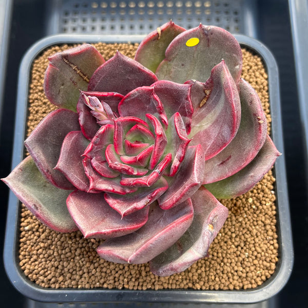 Echeveria 'Shine Stone' 5" Succulent Plant Cutting