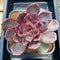 Echeveria 'Shine Stone' 5" Succulent Plant Cutting