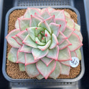 Echeveria 'Nicholas' 5" New Hybrid Succulent Plant Cutting