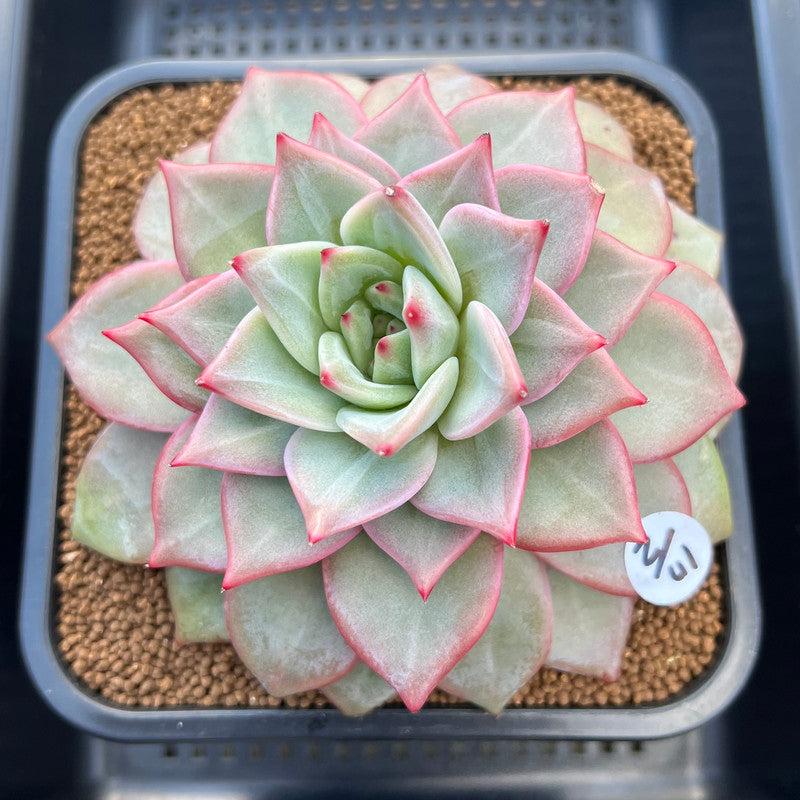 Echeveria 'Nicholas' 5" New Hybrid Succulent Plant Cutting