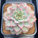 Echeveria 'Nicholas' 5" New Hybrid Succulent Plant Cutting