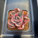 Echeveria 'Beyonce' Variegated 2"-3" Succulent Plant Cutting