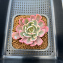 Echeveria 'Secunda' Variegated 2"-3" Succulent Plant Cutting