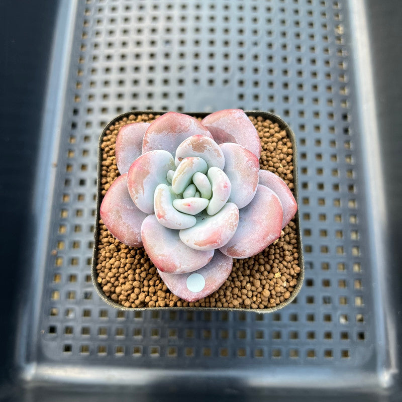 Graptoveria 'Raon' 2" Succulent Plant Cutting