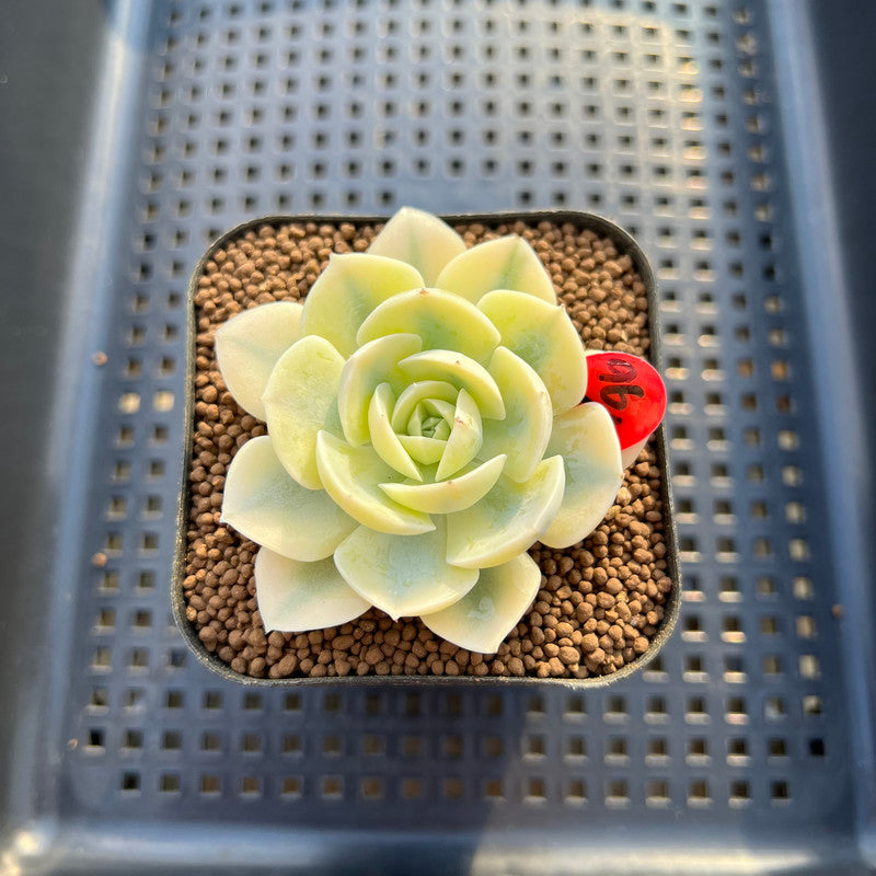 Echeveria Runyonii Variegated (Aka Echeveria 'Akaihosi' Variegated) 2" Succulent Plant Cutting