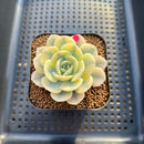 Echeveria Runyonii Variegated (Aka Echeveria 'Akaihosi' Variegated) 2" Succulent Plant Cutting