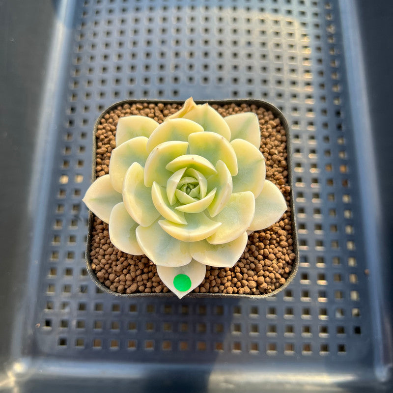 Echeveria Runyonii Variegated (Aka Echeveria 'Akaihosi' Variegated) 2" Succulent Plant Cutting