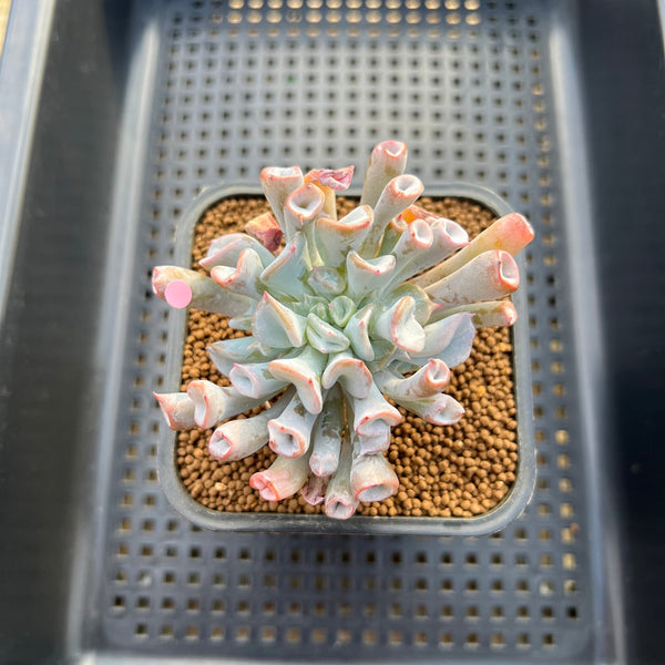 Echeveria 'Pig Nose' 2" Succulent Plant Cutting